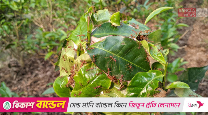 প্রকৃতির কীটনাশক পিঁপড়া