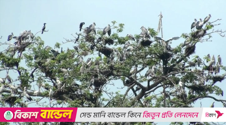 রানি ভবানীর রাজবাড়ীতে পরিযায়ী পাখি, ছাতা নিয়ে ঢুকতে হচ্ছে দর্শনার্থীদের