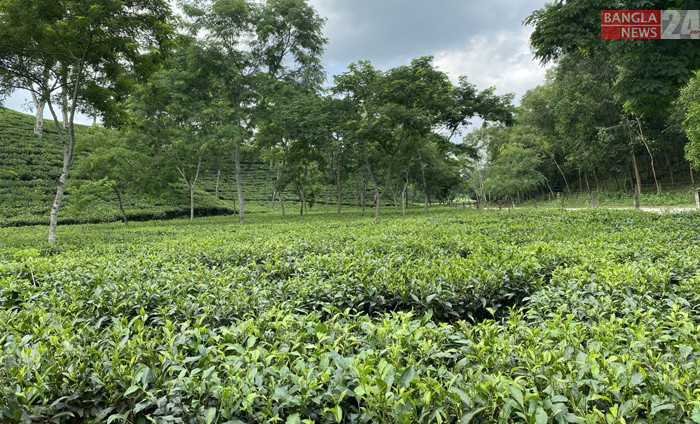 হবিগঞ্জের একটি চা-বাগান। বৃষ্টির জলে ঝুলো ঝরে চারিদিকে সবুজের সমারোহ। ছবিটি তুলেছেন ভ্রমণপিপাসু ইয়াসির আরাফাত জিকো