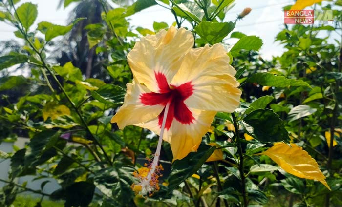 হলুদ রংয়ের জবা ফুল। বরিশাল জেলা পুলিশ সুপার কার্যালয়ের বাগান থেকে ছবি তুলেছেন মুশফিক সৌরভ।
