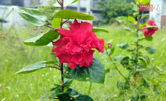 লাল রংয়ের জবা ফুল। বরিশাল জেলা পুলিশ সুপার কার্যালয়ের বাগান থেকে ছবি তুলেছেন মুশফিক সৌরভ।