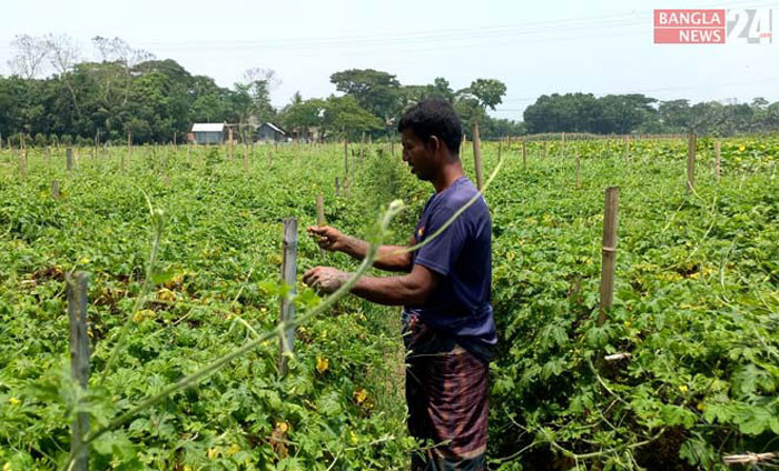 করলার ক্ষেত পরিচর্যা করছেন এক চাষি। ছবি: বাংলানিউজ