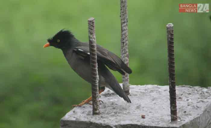 উড়ে যাওয়ার প্রস্তুতি নিচ্ছে শালিক পাখিটি। ছবিটি মাগুরা পূর্ব দোয়ার পাড়া এলাকা থেকে তুলেছেন জয়ন্ত জোয়াদ্দার।