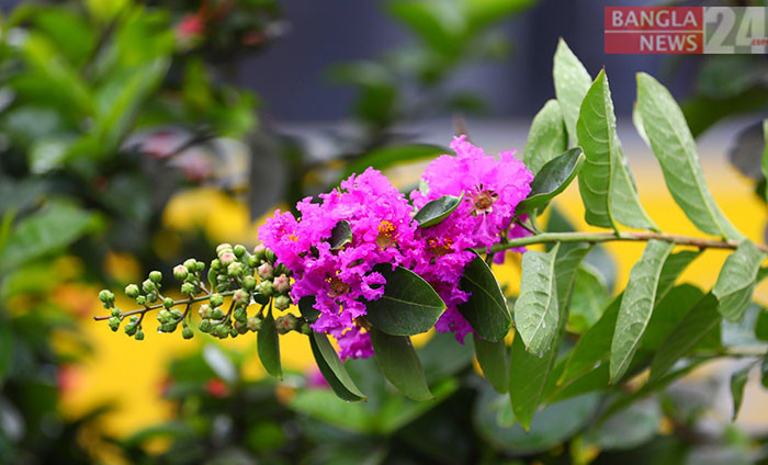 সড়ক ডিভাইডারে ফুরুস ফুল। ছবি: মাহমুদ হোসেন