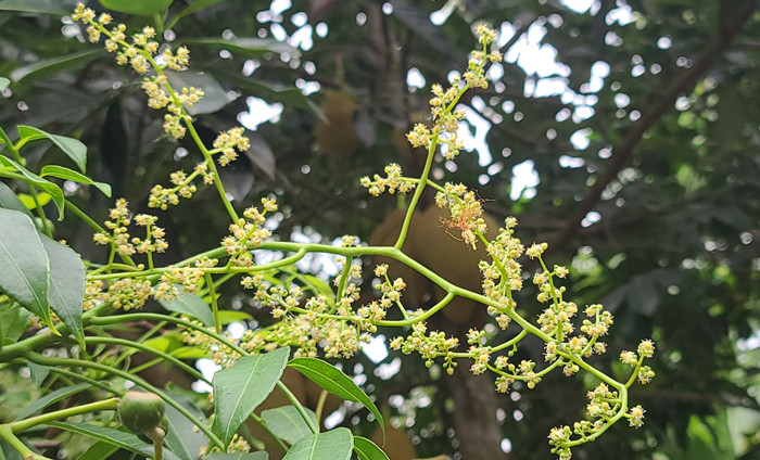 গ্রীষ্মের দুপুরে আমড়া ফুলের হাসি। ছবি: মো. নিজাম উদ্দিন