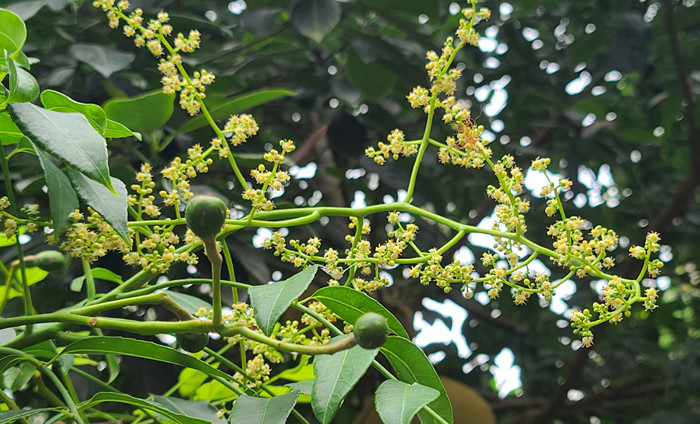 গ্রীষ্মের দুপুরে আমড়া ফুলের হাসি। ছবি: মো. নিজাম উদ্দিন