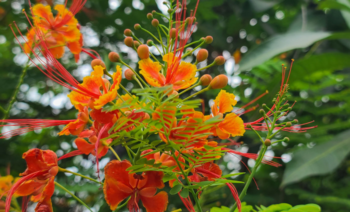 সবুজের মাঝে অগ্নিঝরা রাধাচূড়া ফুল। লক্ষ্মীপুর থেকে ছবি তুলেছেন মো. নিজাম উদ্দিন