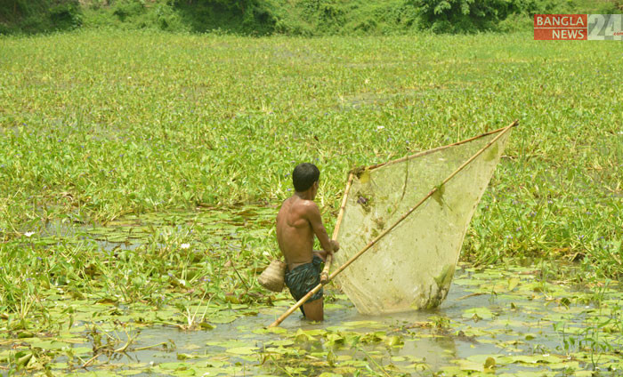 ঠেলা জাল দিয়ে মাছ শিকার করছেন কাদের মিয়া/ছবিটি সাভার থানার আশুলিয়া এলাকা থেকে তুলেছেন জি এম মুজিবুর।