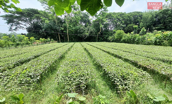 সাভার আশুলিয়া পুরুলিয়া এলাকায় পটল চাষ করে স্বাবলম্বী হচ্ছে অনেক কৃষক, ছবি জি এম মুজিবুর