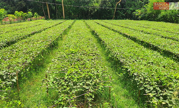 সাভার আশুলিয়া পুরুলিয়া এলাকায় পটল চাষ করে স্বাবলম্বী হচ্ছে অনেক কৃষক, ছবি জি এম মুজিবুর