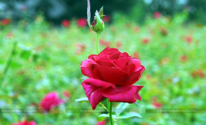 ফুলের রানি গোলাপ
